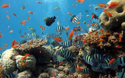 Un grupo de peces se alimenta en los corales del Sistema Arrecifal Veracruzano.