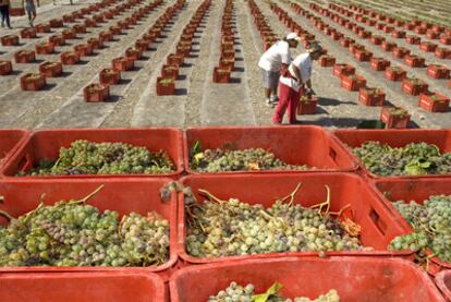 Dos trabajadores colocan cajas con uvas en una finca de Montalbán, la pasada campaña.