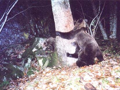 Una osa enseña a sus oseznos cómo marcar su territorio en un árbol de Somiedo (Asturias), en una imagen de una cámara automática de Fapas (www. Fapas.es).