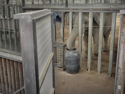 Una de les elefantes en el zoo de Barcelona