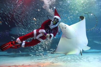 Un buceador vestido de Papá Noel nada junto a una raya en un acuario de Seúl, el 7 diciembre de 2018.