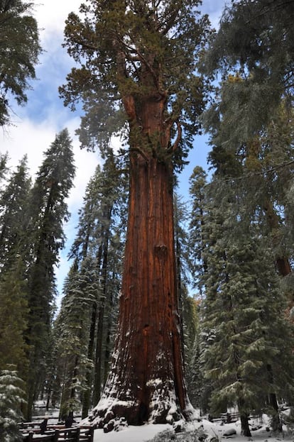 Los árboles milenarios (y también los multicentenarios) son monumentos vivos. Su excepcionalidad reside en su resistencia al paso del tiempo y en su papel como testigos de los cambios climáticos, y constituyen además el hogar de muchos otros seres. Su edad se calcula mediante técnicas como la datación por carbono 14, la telemetría láser o la dendrocronología, una disciplina que por medio del análisis de sus anillos permite estimar su antigüedad y atisbar qué achaques han superado. Aunque, como dice Enrique García Gómez, vicedecano del Colegio Oficial de Ingenieros Técnicos Forestales, no hay por qué obsesionarse con la edad exacta —de hecho hay cierta controversia respecto a las diferentes dataciones— de unos árboles de por sí irrepetibles. "No es una carrera. Con saber que son unos organismos únicos debería bastar. ¿Cuál es la diferencia entre unos años más o menos cuando ya han vivido cientos o miles?".