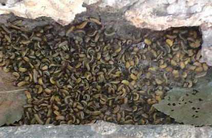 Plaga de larvas de galeruca en La Elipa en 2014.