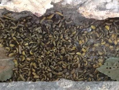 Plaga de larvas de galeruca en La Elipa en 2014.