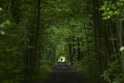 Una mujer camina junto a sus perros por un sendero del bosque Durand, entre la frontera francesa y suiza, 28 de abril de 2014.