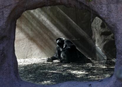 Un gorila occidental descansa a la sombra en un día caluroso y soleado en el zoológico de Praga, República Checa.