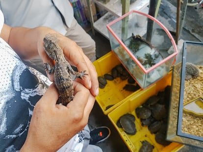 Una cría de cocodrilo en el mercado de mascotas Emilio Carranza.