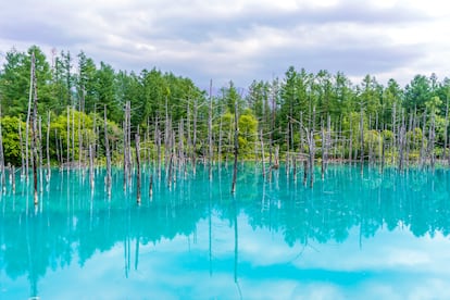 Vista del Aoi-Ike, el estanque azul, en Biei (Hokkaido).