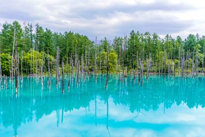 Vista del Aoi-Ike, el estanque azul, en Biei (Hokkaido).