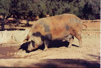 Cerdo ibérico manchado de Jabugo, del que solo quedan 51 ejemplares.