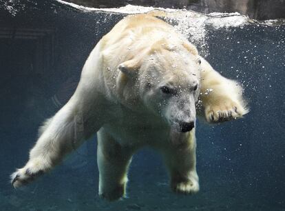 La hembra de oso polar 'Milana' nada en el recinto del zoológico de Hannover, Alemania.