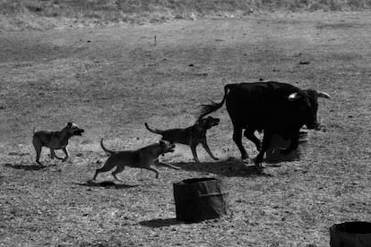 Ramón Zabalza ha reunido en 'Bos Taurus' casi cuatro décadas de imágenes del mundo del toro, "pero no el de las plazas, sino el que está alrededor de este animal". En esta foto tomada en Madrid en 1984 se muestra el manejo del ganado bravo con perros, práctica entonces de algunas ganaderías.