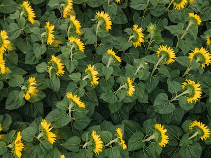 El heliotropismo conduce a la orientación uniforme hacia el este de las plantas maduras de girasol.