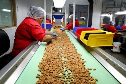 Employees sort almonds for quality before the nuts are sent for final packing at the Travaille and Phippen almond packing and shipping warehouse in Manteca, California