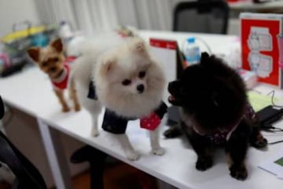 Perros en una oficina de Bangkok.