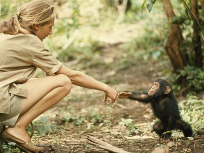 La primatóloga Jane Goodall con un mono, en una imagen de archivo.