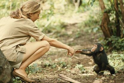 La primatóloga Jane Goodall con un mono, en una imagen de archivo.