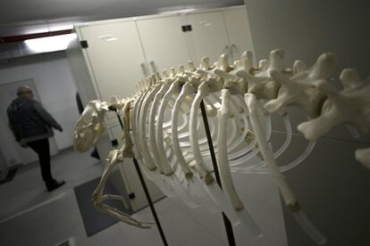 Esqueleto de foca monje procedente de aguas de Mauritania.