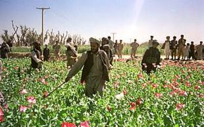 Un grupo de talibanes destruye una plantación de opio en abril de 2000.