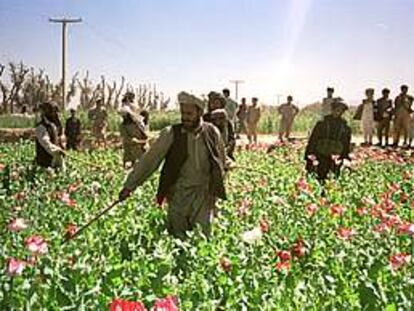 Un grupo de talibanes destruye una plantación de opio en abril de 2000.