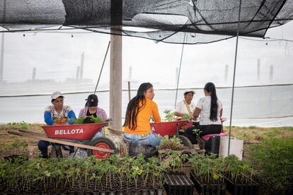 NO USAR: SOLO PARA LOS REPORTAJES DE CANNABIS MEDICINAL EN COLOMBIA QUE SE PUBLICARON DE LA BECA GABRIEL GARCÍA MÁRQUEZ ESCRITOS POR DANIELA DÍAZ.