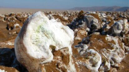 El tono verdoso de la roca muestra la presencia de algas con clorofila en su interior.