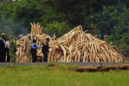 El presidente keniano, Uhuru Kenyatta, fue el encargado de iniciar la quema de las once pilas de marfil en el Parque Nacional de Nairobi, donde el año pasado ya se quemaron otras 15 toneladas como acto de protesta contra los furtivos, el 30 de abril de 2016.