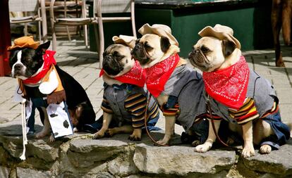 Cuatro perros en el festival Whistler Dog, en Canadá.  