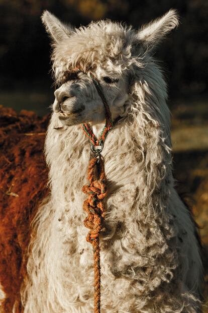 Una llama en el parque nacional Cotopaxi (Ecuador).