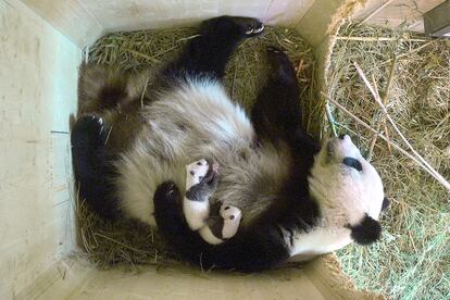 El panda gigante Yang Yang y sus hijos gemelos en una zona de cria en el Zoo Schoenbrunn de Viena (Austria).