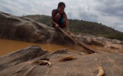 Biólogos e pescadores tentam salvar algumas espécies.