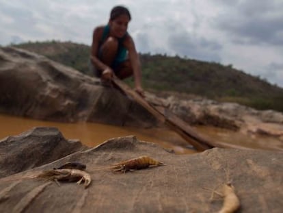 Biólogos e pescadores tentam salvar algumas espécies.