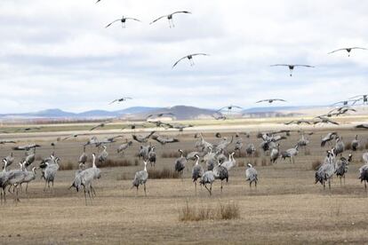 Grullas en la laguna de Gallocanta, en Aragón.