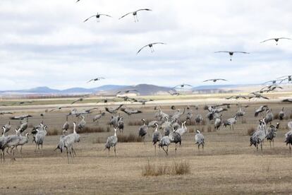 Grullas en la laguna de Gallocanta, en Arag&oacute;n. 