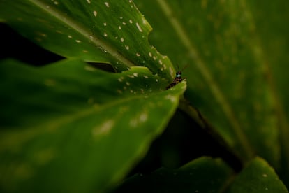 El nombre científico de la palma de cera que crece en Chaguaní es "Ceroxylon alpinum".