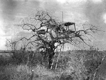 El árbol desde el que Patterson mató a los dos leones que habían causado decenas de víctimas durante la construcción del ferrocarril en Tsavo (Kenia).