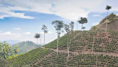 Vista de uno de los grandes cafetales colombianos.