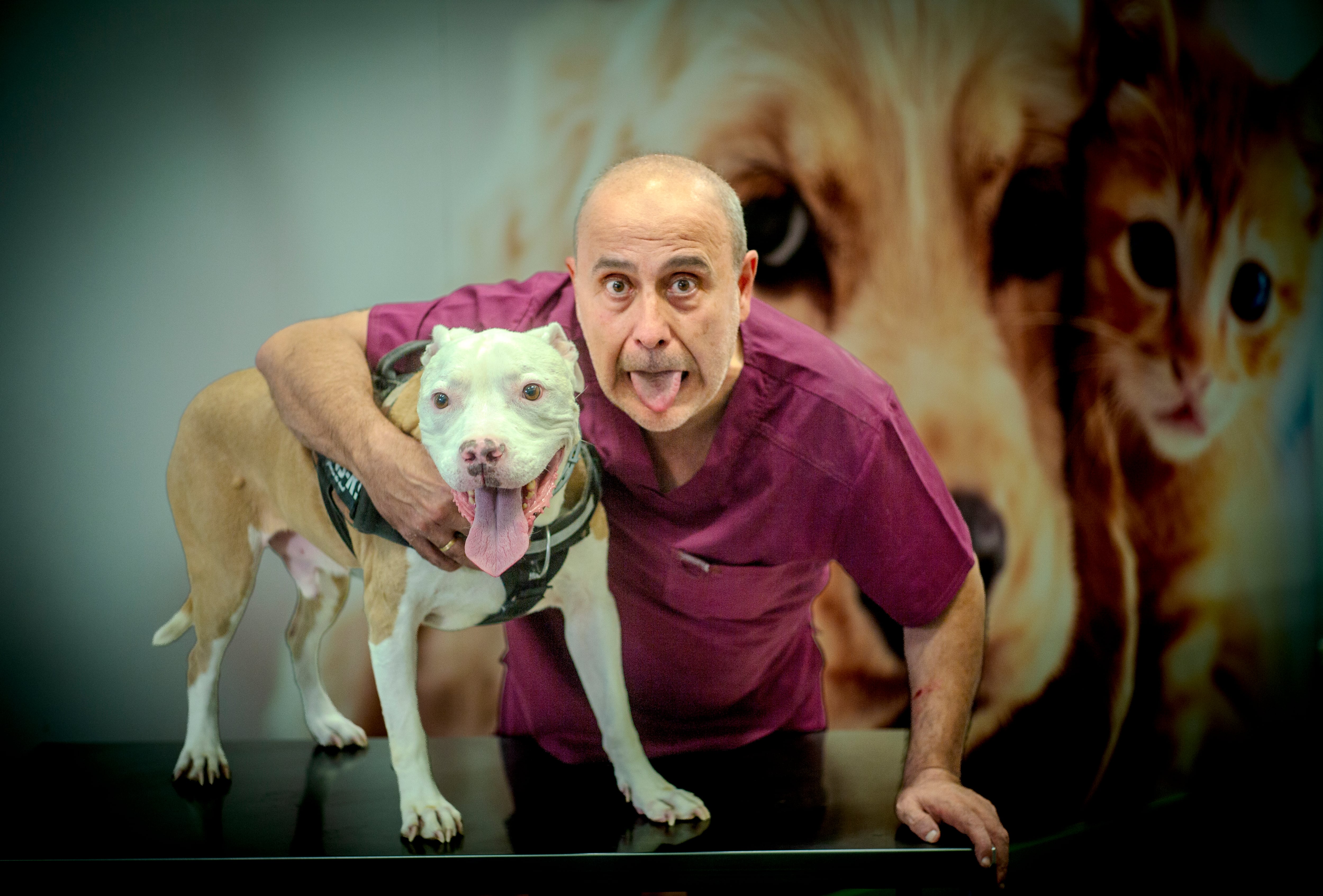 Carlos Rodriguez con Rambo, perro rescatado tras cinco años como sparring de peleas caninas, que lleva siete años adoptado por una familia.