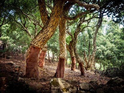 There is a tiny corner of Andalusia where there is no shortage of rain, mist and hazy enclaves called Los Alcornocales national park. This is where the humidity from the coast gathers to form banks of fog in the deep and narrow valleys, nurturing the growth of laurel forests which thrived here as long as 66 million years ago. There is also plenty of holly, fern and dogwood. Los Alcornocales park holds the biggest collection of cork trees in Spain, and is something of an oasis in an otherwise arid land.