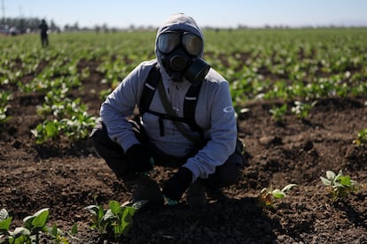 Un manifestante con una máscara de gas se agacha en un campo cerca de una instalación agrícola.
