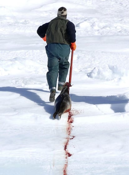 Un cazador, arrastrando ayer el cadáver de una cría de foca.