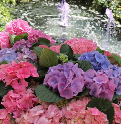 Hortensias rosas y azules en un jardín diseñado por el estudio de paisajismo Fernando Pozuelo Landscaping Collection.