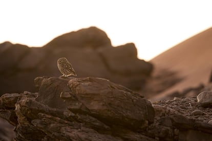 Mochuelo (Athene noctua saharae) en su atalaya entre rocas y arena.