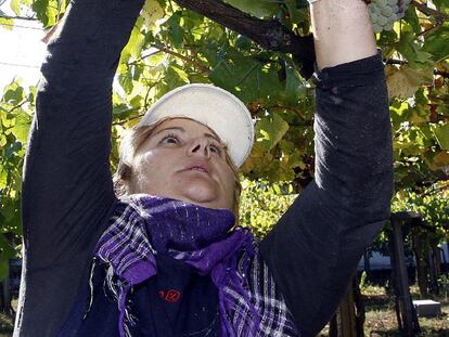 Las primeras uvas de la temporada del vino