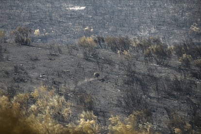 Un animal atraviesa un prado calcinado tras el incendio en Casas de Miravete (Cáceres), este sábado. La evolución de los incendios en España va in crescendo debido a otra “inédita” ola de calor que ha llegado solo semanas después de la registrada al inicio del verano y que mantiene en riesgo extremo de incendio a toda la península y las Islas Baleares. 