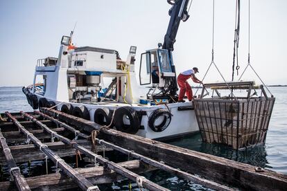 Surcando las aguas de la Ría de Arousa en una embarcación típica de pesca pude contemplar las bateas de mejillones.