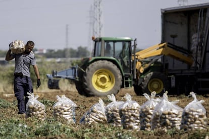 Un  trabajador carga con un saco de patatas durante la recolecta en una finca de Brenes (Sevilla) en junio de 2015