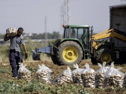 Un  trabajador carga con un saco de patatas durante la recolecta en una finca de Brenes (Sevilla) en junio de 2015