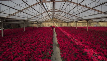 Cultivo de plantas de navidad en un vivero de la empresa Cultius Tolrà en Vilassar de Mar.