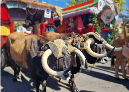 Dos bueyes unidos por un yugo en los carros engalanados de San Froilán en León.